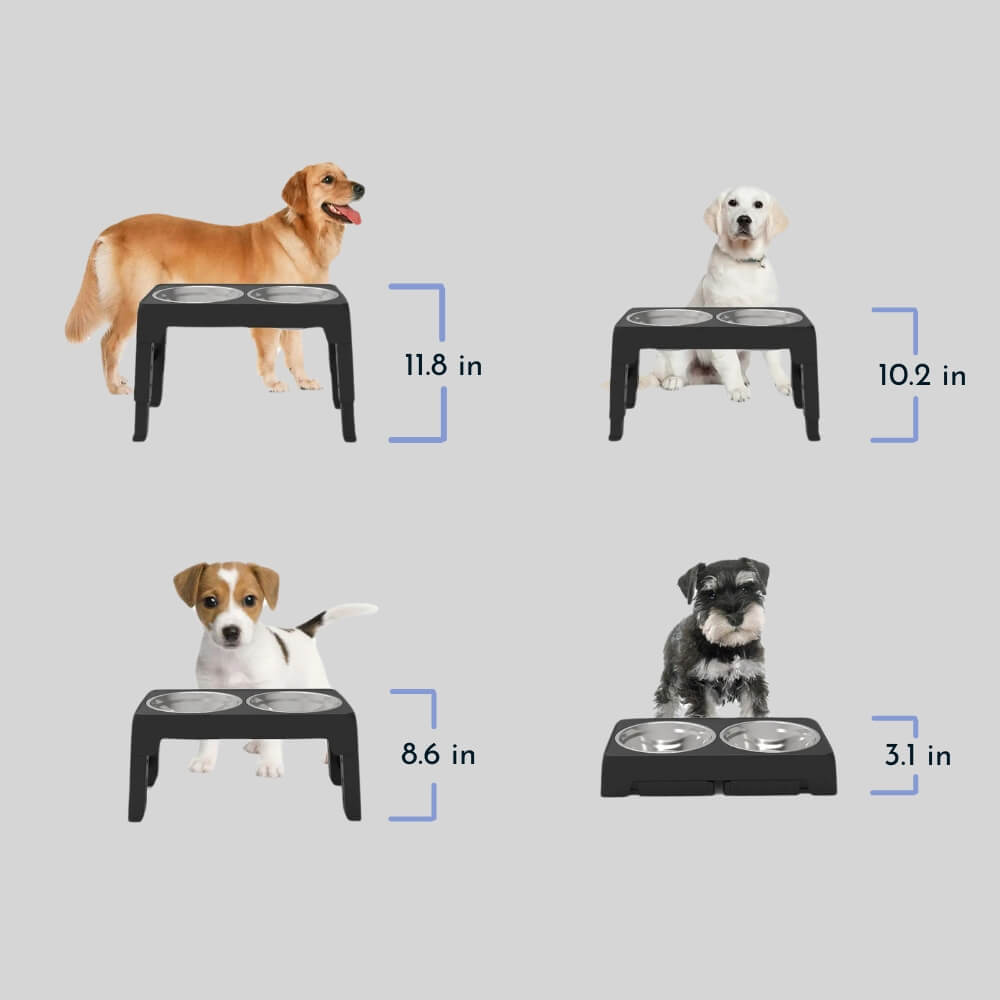Elevated Slow Feed Dog Bowl