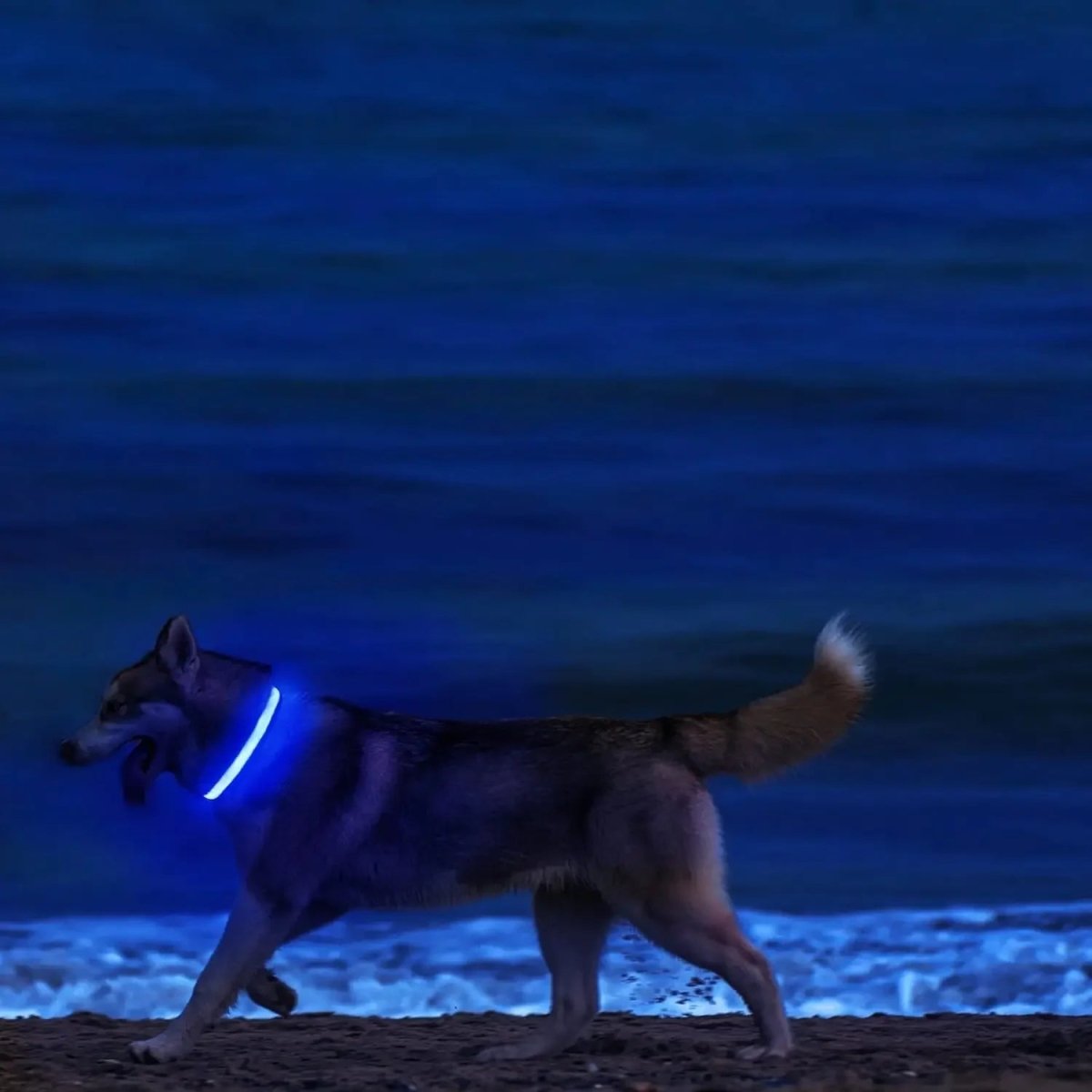 Adjustable LED Dog Collar with High Visibility Safety Light
