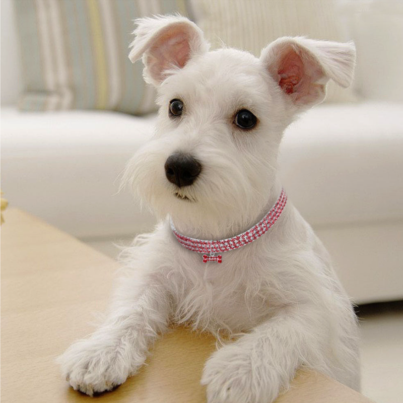 Crystal Charm Dog Collar