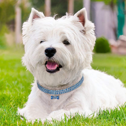 Crystal Charm Dog Collar