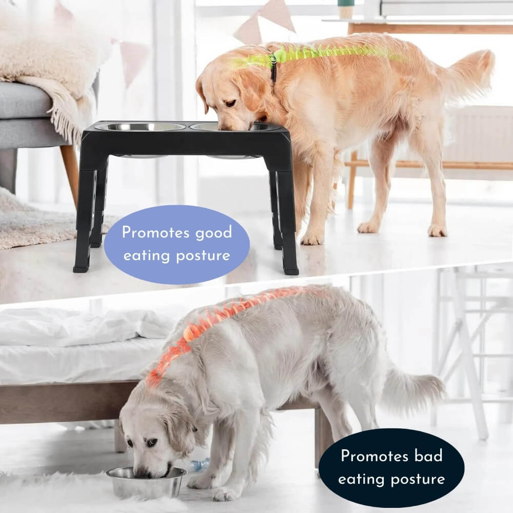 Elevated Slow Feed Dog Bowl
