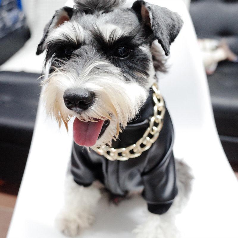 Gold Chain Collar for Stylish Pets