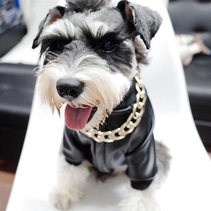 Gold Chain Collar for Stylish Pets