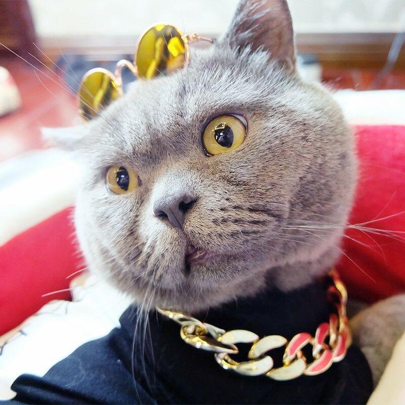 Gold Chain Collar for Stylish Pets