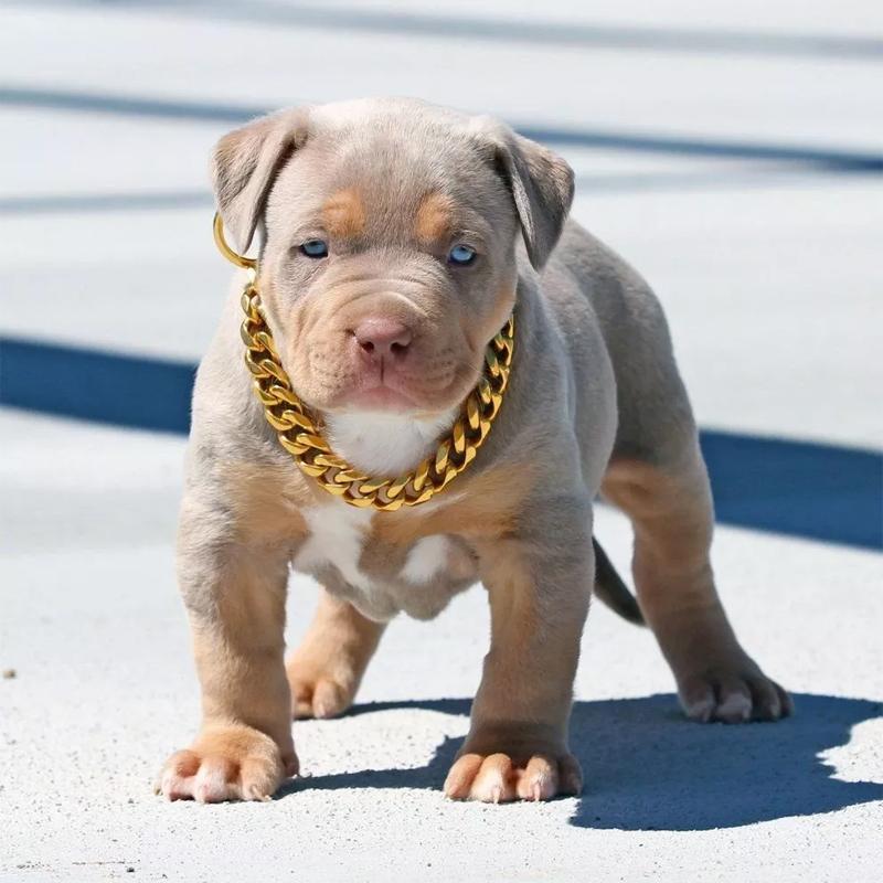 Gold Chain Collar for Stylish Pets