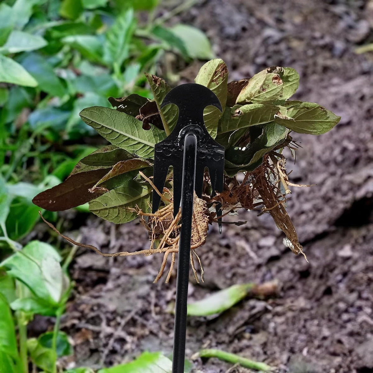 Long Handle 4 Tine Garden Weed Puller Tool