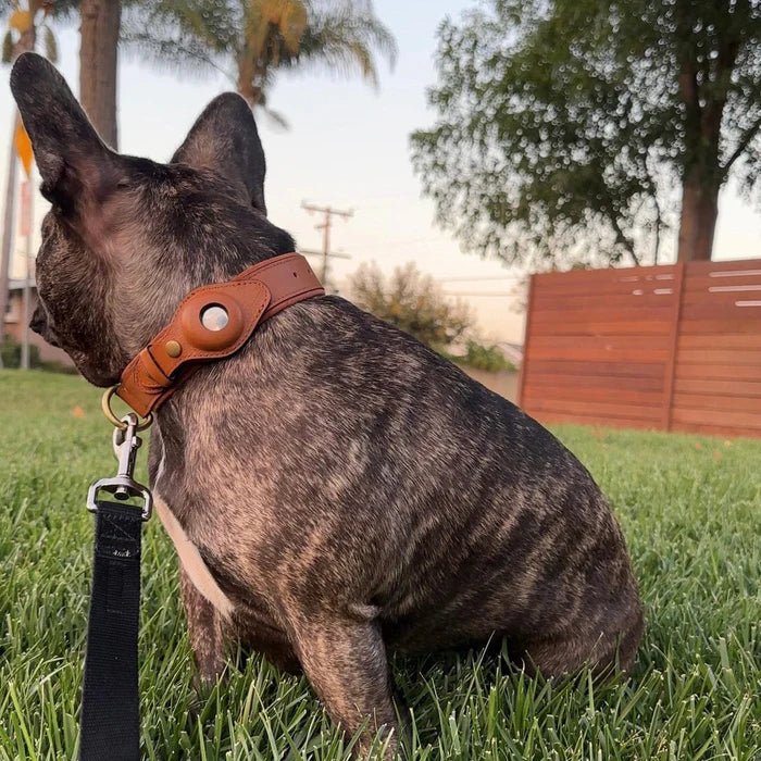 Premium Leather AirTag Holder Dog Collar Waterproof Pet Collar