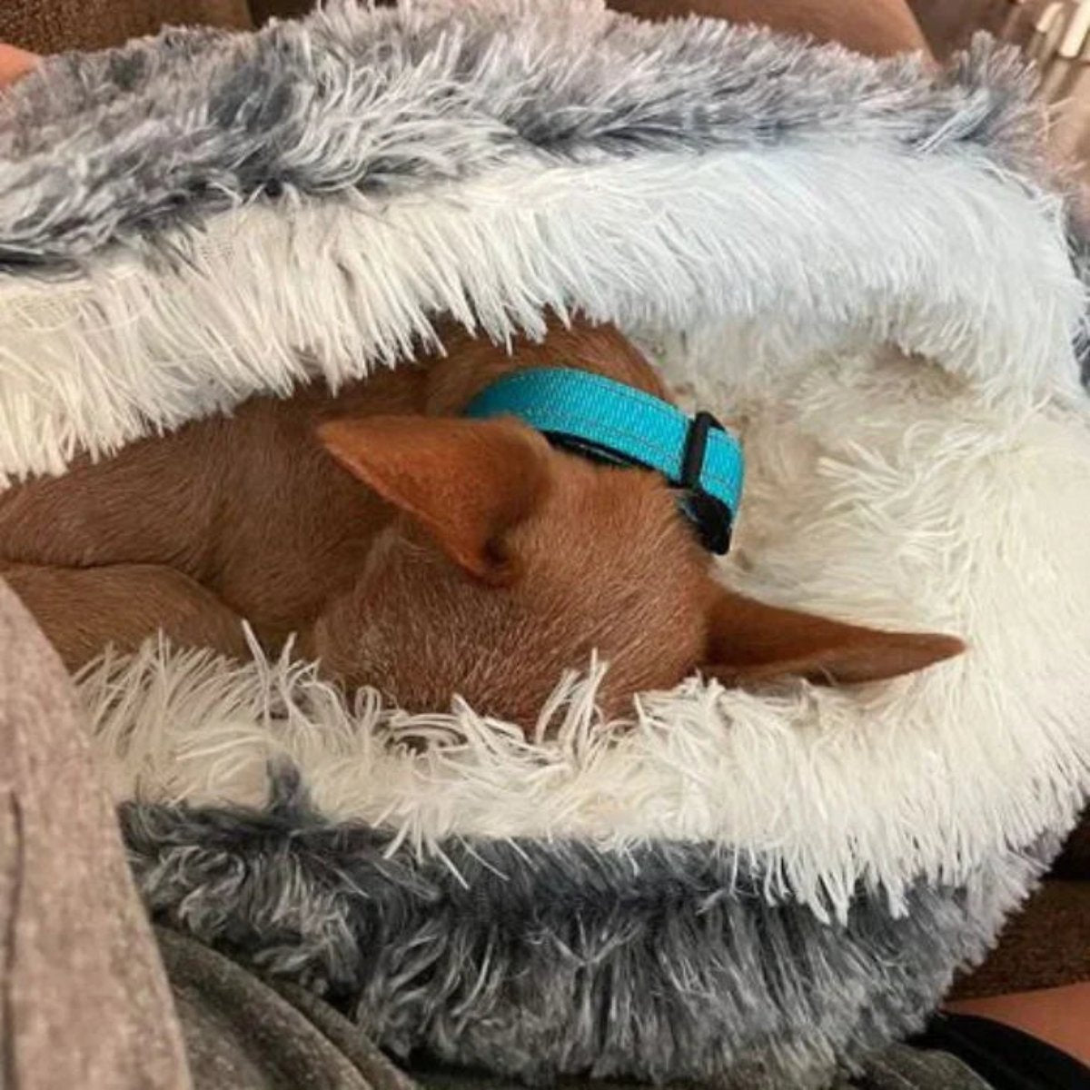 Round Cozy Cave Dog Bed with Soft Calming Cushion