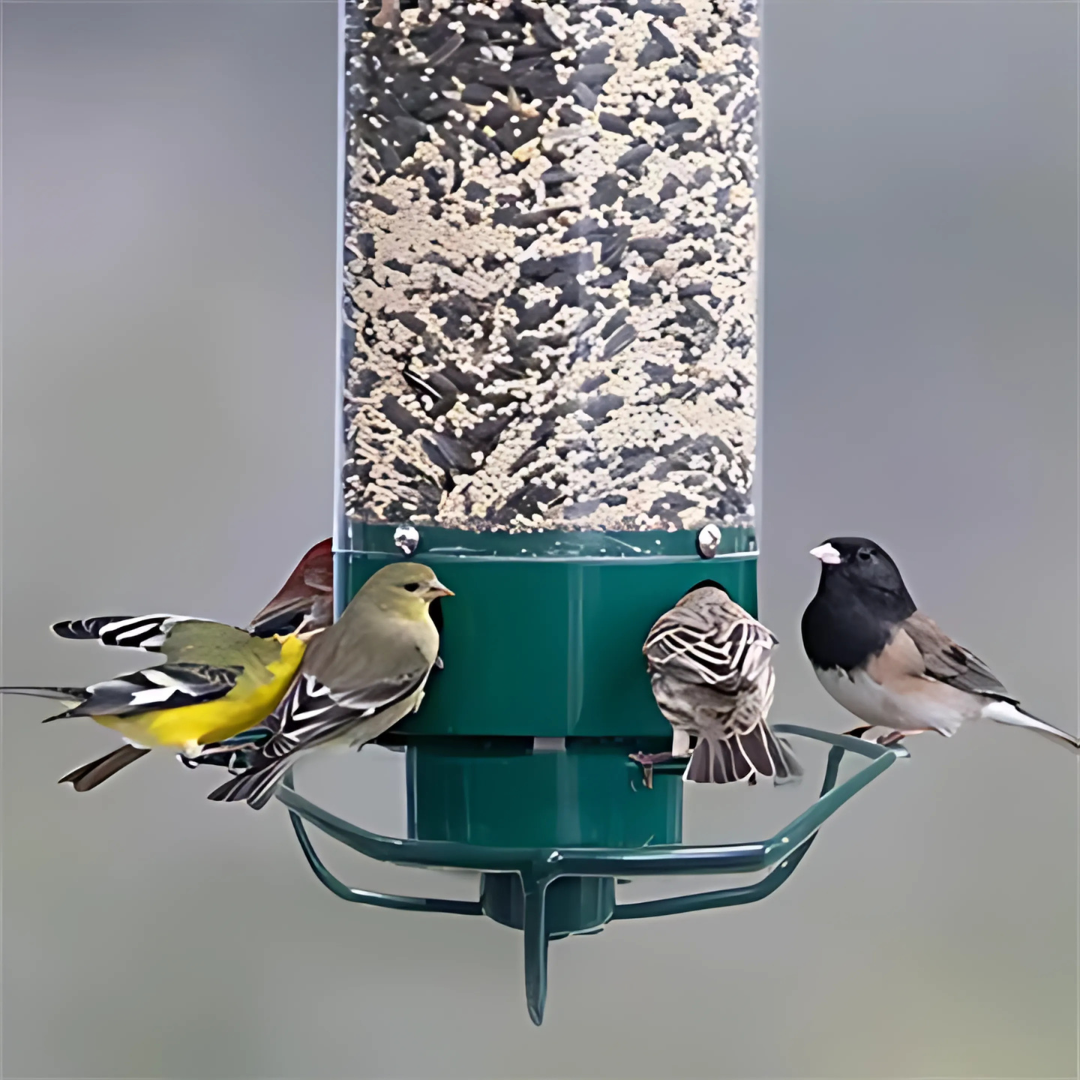 Squirrel Proof Hanging Bird Feeder for Outdoor Seed Feeding