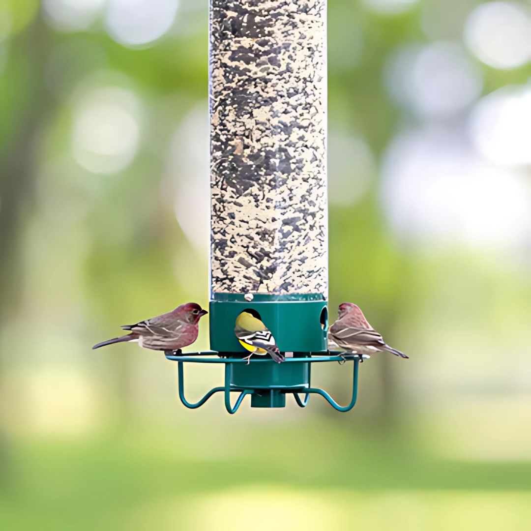 Squirrel Proof Hanging Bird Feeder for Outdoor Seed Feeding
