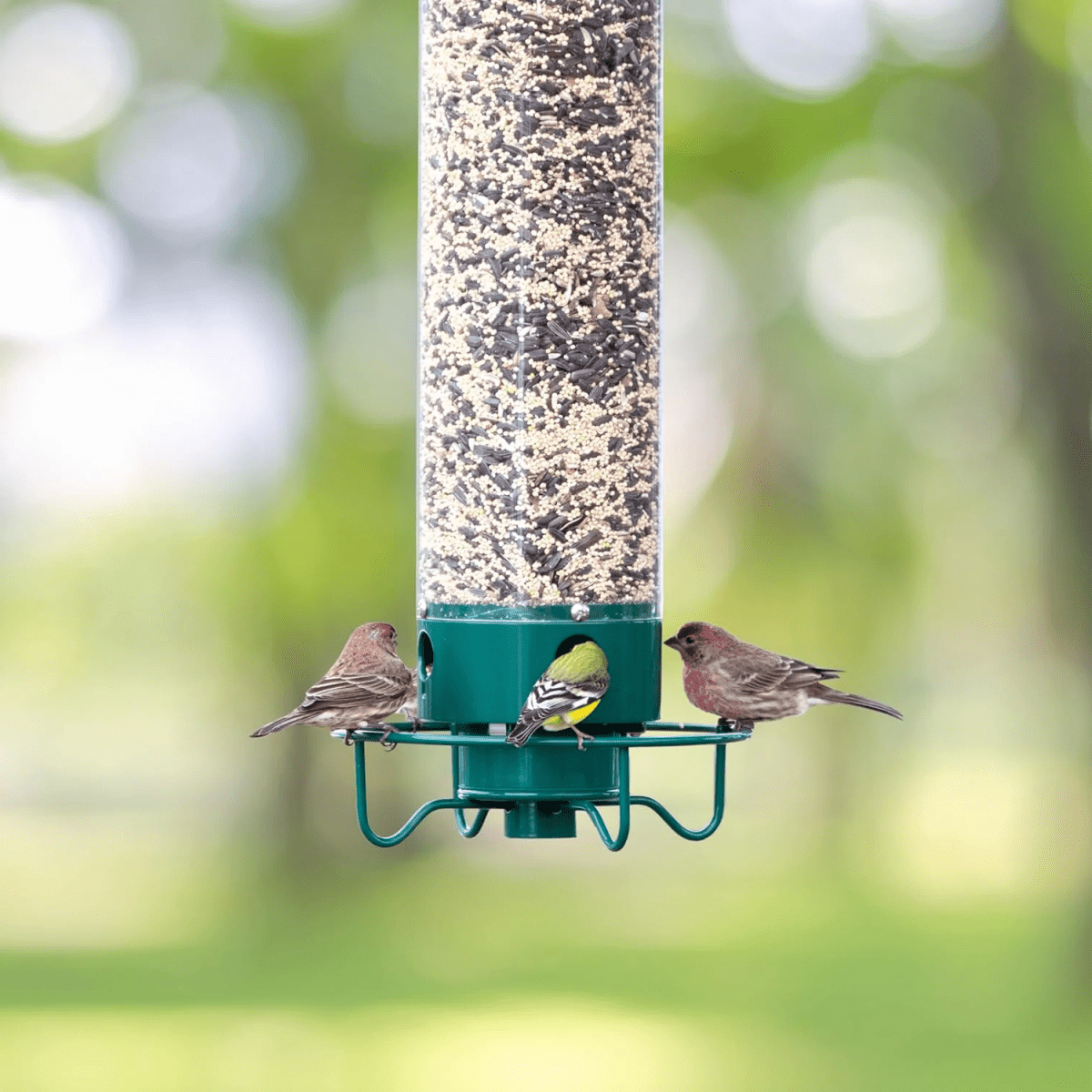 Squirrel Resistant Hanging Bird Feeder with Rotating Perch