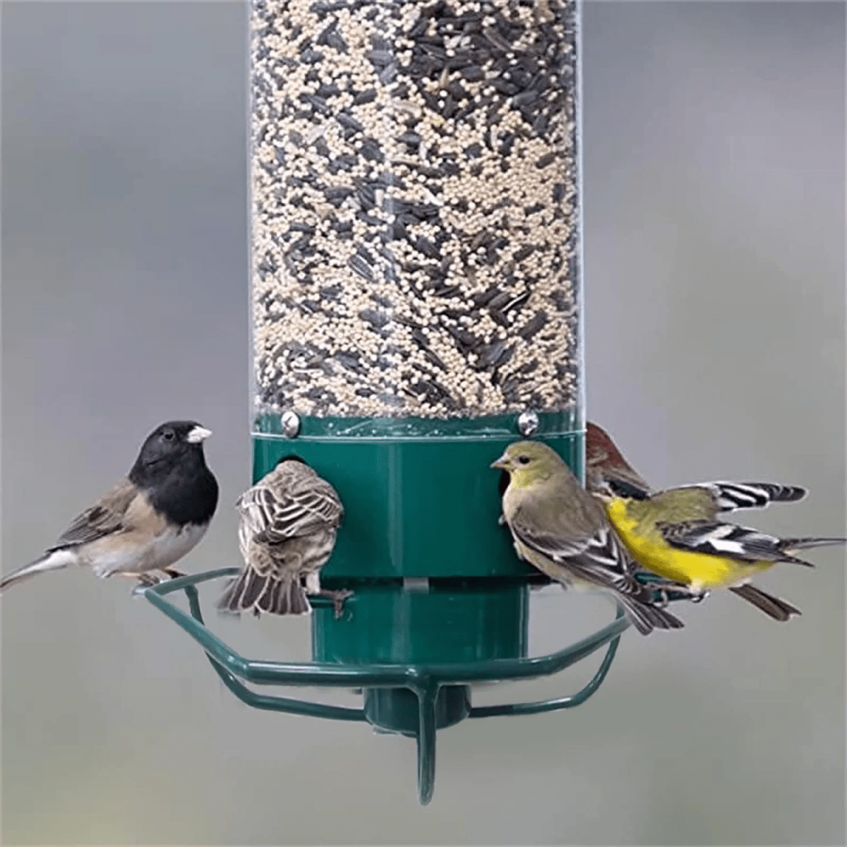 Squirrel Resistant Hanging Bird Feeder with Rotating Perch