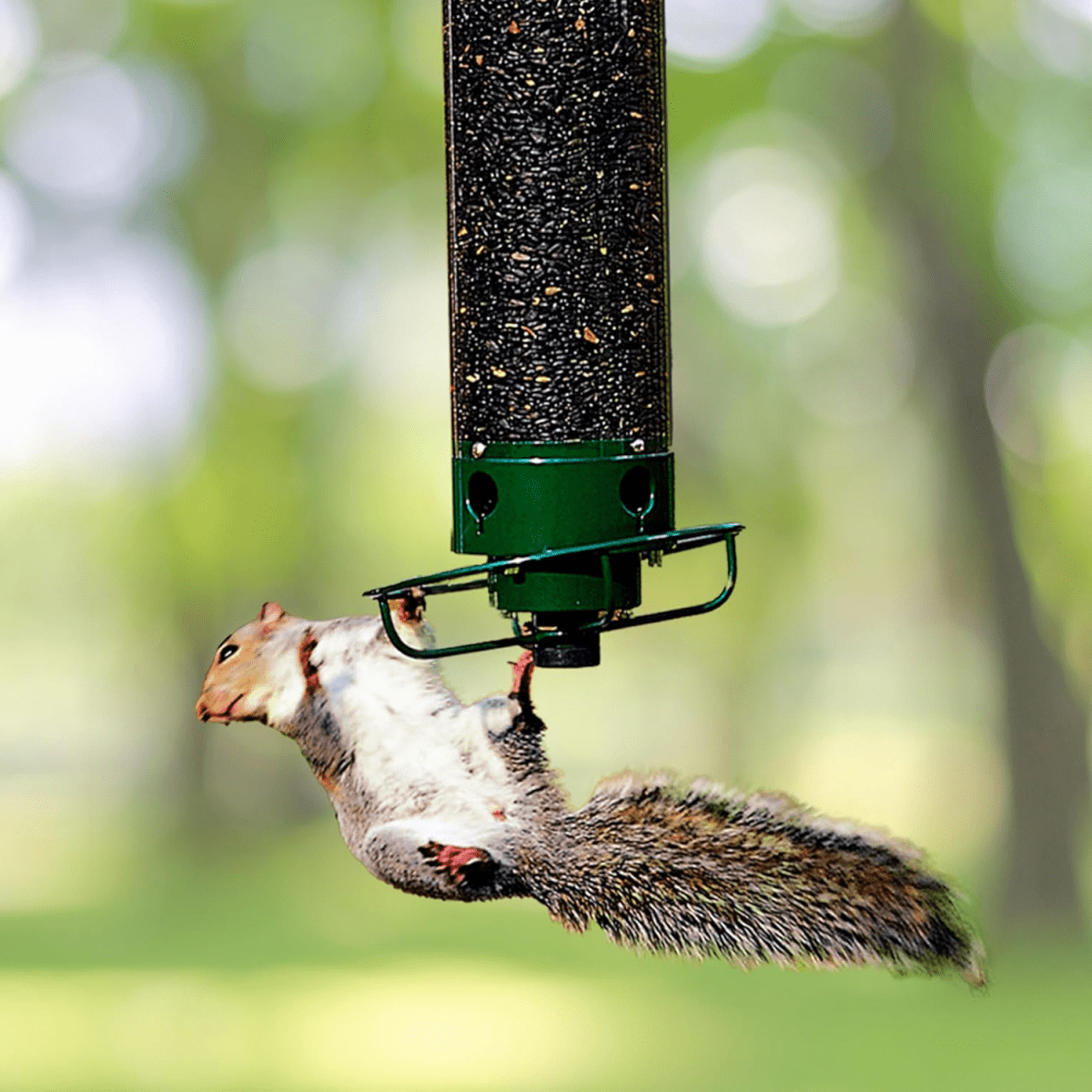 Squirrel Resistant Hanging Bird Feeder with Rotating Perch