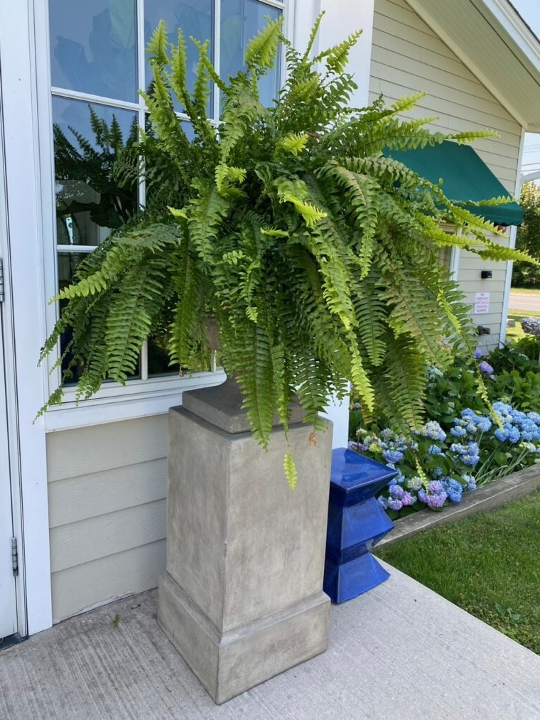 UV Resistant Artificial Boston Fern Outdoor Greenery