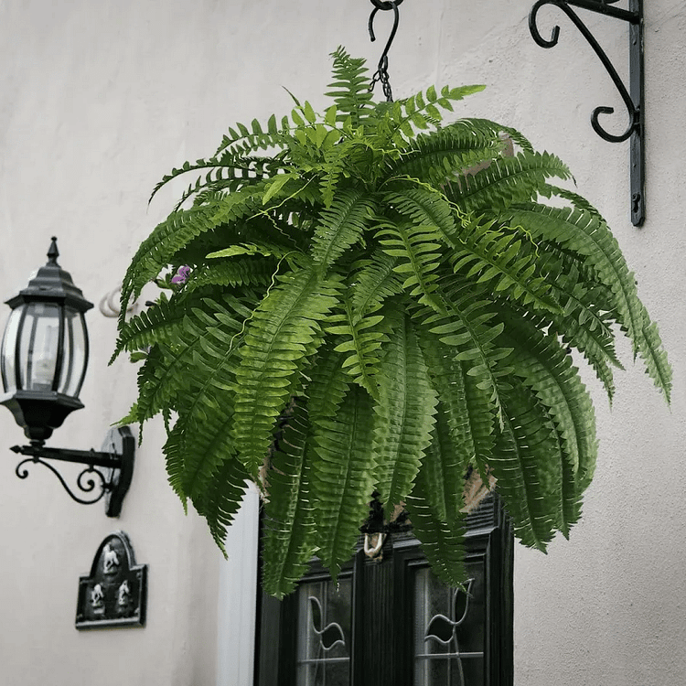 UV Resistant Artificial Boston Fern Outdoor Greenery