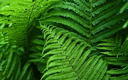 UV Resistant Artificial Boston Fern Outdoor Greenery