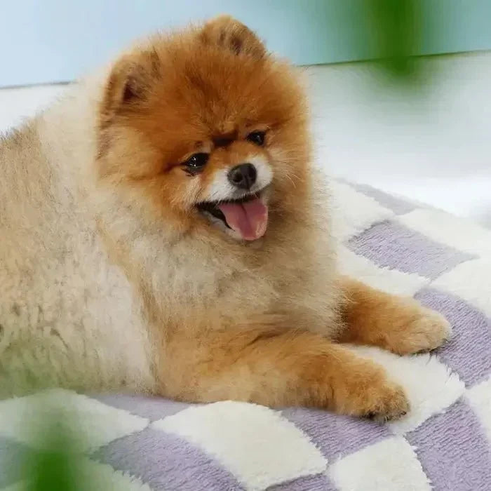 Waterproof Dog Bed with Removable Washable Cover