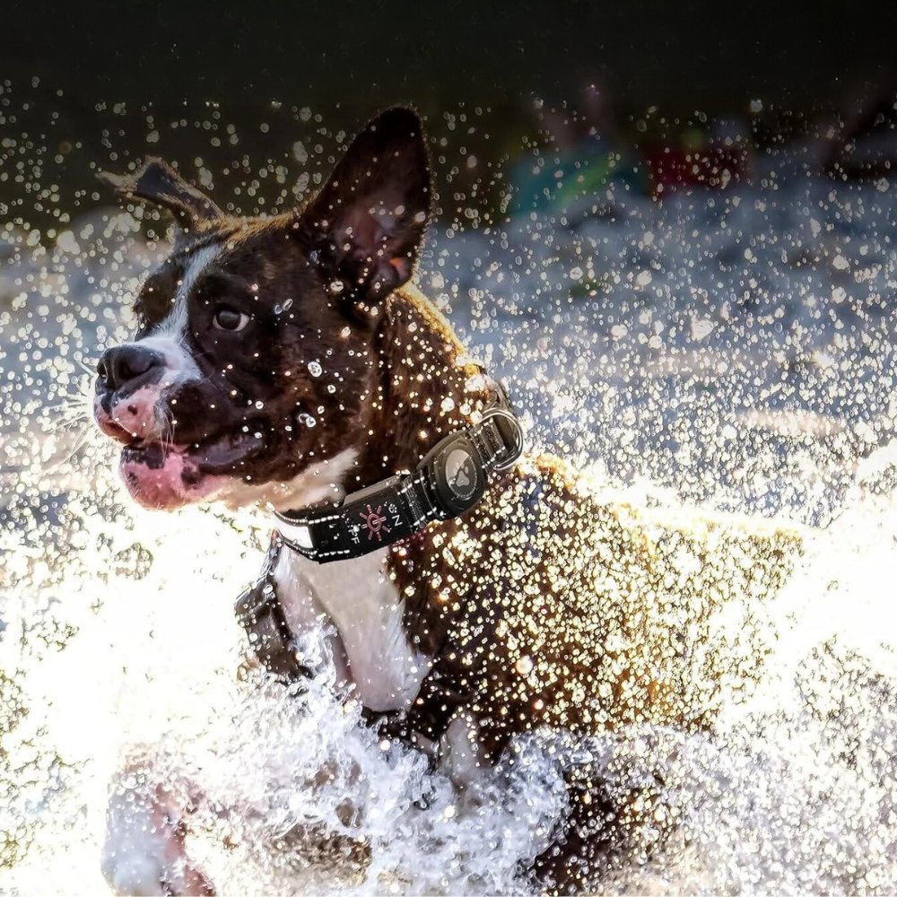 Waterproof LED Dog Collar with AirTag Holder