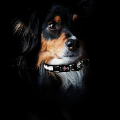 Waterproof LED Dog Collar with AirTag Holder